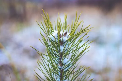 Young pine tree Stock Photos