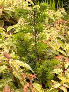 A young pine tree Stock Photos