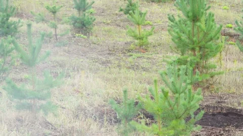 Young pine tree plantation growing outdoors Stock Footage 346694903