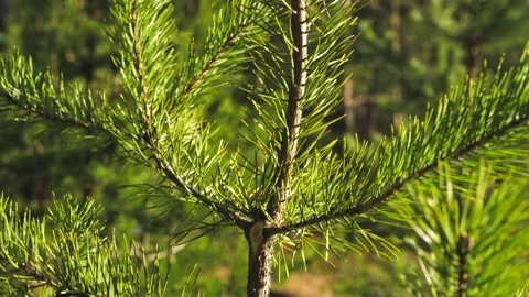 A young pine tree planted by eco-activists in a Siberian forest Stock Footage 166125802