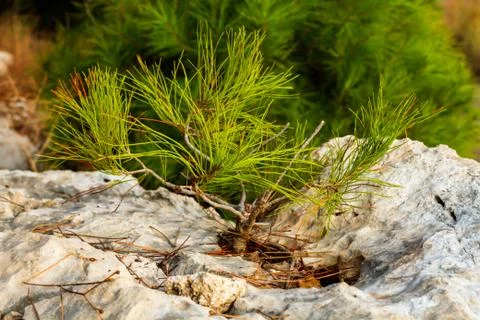 Young pine tree on a rock Stock Photos