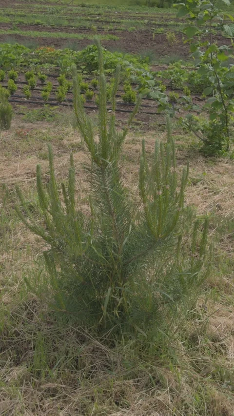 Young pine tree sapling growing in a nursery field Stock Footage 338350510
