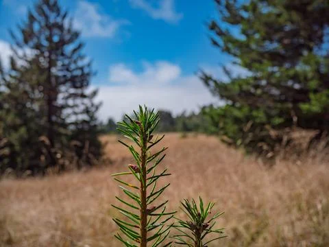 Young pine tree sapling growing in grassy meadow under sunny blue sky Foto stock