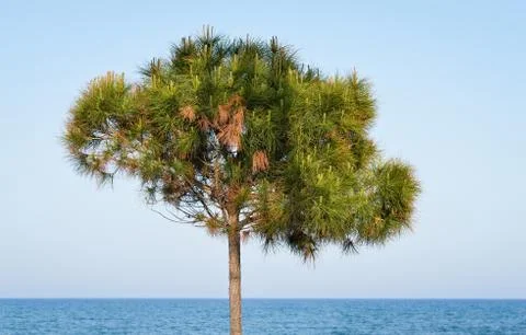 Young pine tree on the seashore with the  blue sea and sky in the back . Stock Photos