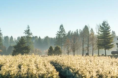 Young pine tree seedling in the garden in the morning light. Stock Photos
