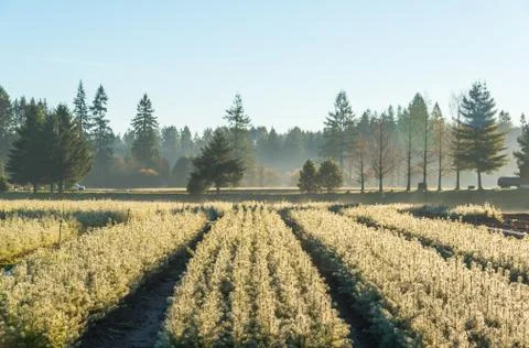 Young pine tree seedling in the garden in the morning light. Stock Photos