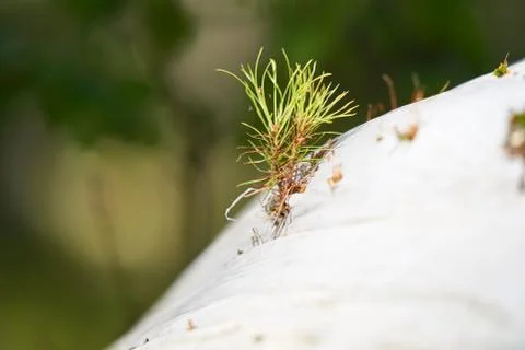 Young pine tree seedling growing through white plastic waste Stock Photos