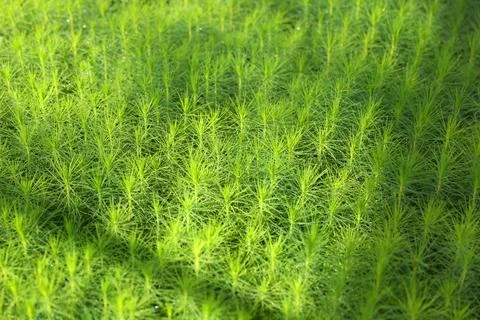 Young pine tree seedling. Growing young Christmas trees Foto stock