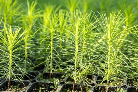 Young pine tree seedling. Growing young Christmas trees Stock Photos