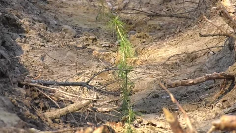 Young pine tree seedling. Planting pine forest Stock Footage 113472852