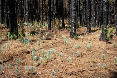 Young pine tree seedlings in forest - nature recovery after fire . Foto stock