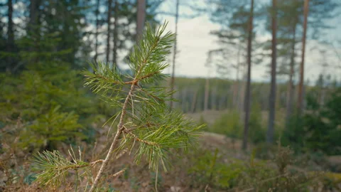 Young Pine Tree in Sharp Focus With Forest and Clearing Softly Behind Stock Footage 335410477