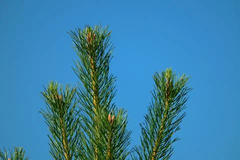 Young pine tree shoots against clear blue sky. Fir needles and tiny cones fra Stock Photos