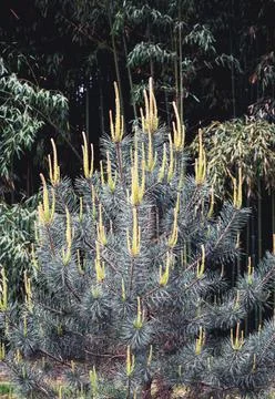 Young pine tree with small fresh twigs against the blurred backdrop of bamboo. Stock Photos