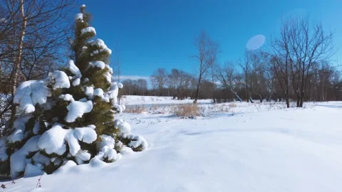 Young pine tree in the snow Stock Footage 150298807