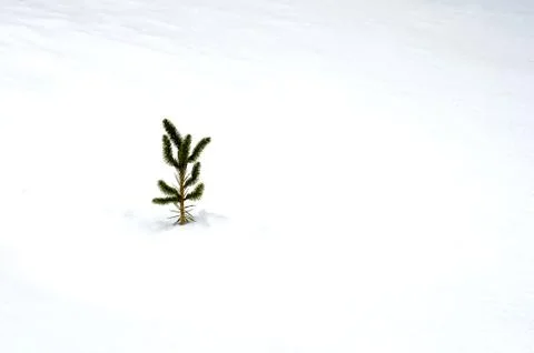 Young pine tree in the snow Foto stock
