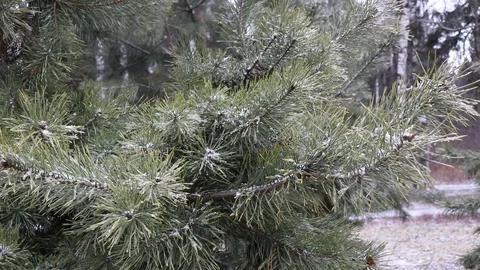 Young pine tree with snow in the winter forest Video stock 122036235