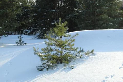 Young pine tree in a snowdrift Stock Photos