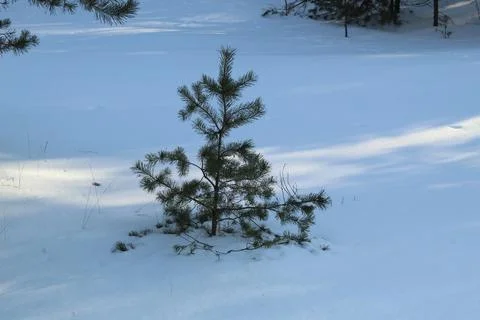 Young pine tree in a snowdrift Stock Photos