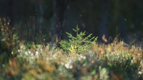 A young pine tree stands amidst the vibrant colors of the autumn Stock Footage 277446030