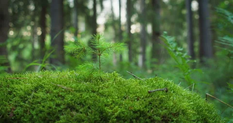 A young pine tree stands tall upon a mossy mound. Surrounded by the forest's Stock Footage 274553422