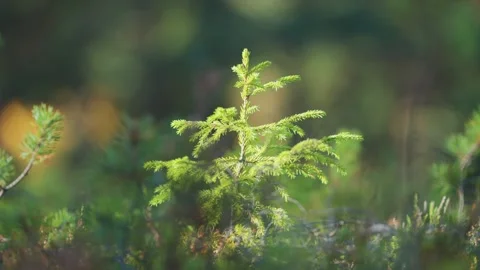 A young pine tree stands tall and vibrant, showcasing its fresh green Stock Footage 277253628