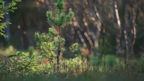 A young pine tree stands tall amidst the vibrant colors of the autumn Stock Footage 277446644