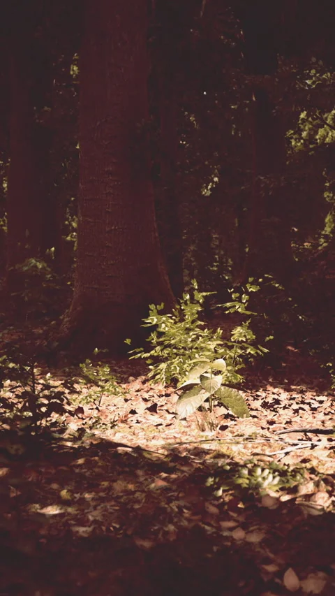Young Pine Tree in Sunlight Amidst a Forest at Dawn Stock Footage 276482290