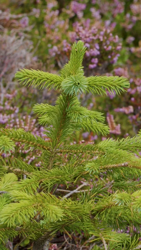 Young Pine Tree Sways in Highland Breeze Stock Footage 315426484