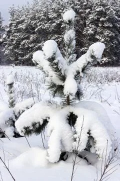 Young pine tree under the weight of snow Stock Photos