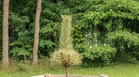 Young pine tree with vibrant green needles stands tall in a sunlit forest c.. Stock Photos