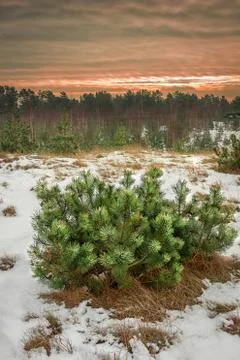 Young Pine Tree in Winter Forest Stock Photos