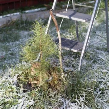 Young pine tree in winter Foto stock