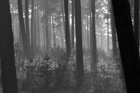 Young pine trees after a rain shower Stock Photos