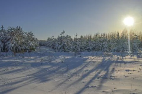 Young pine trees after snowfal Stock Photos