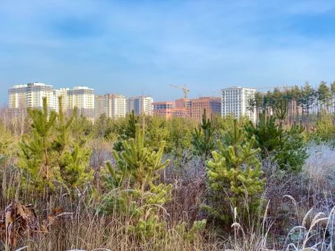 Young pine trees on the background of new buildings. The construction of high Stock Photos