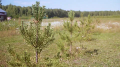 Young pine trees in beautiful summer time. Tree farm nursery plantation, youn Stock Footage 138254572