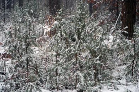 Young pine trees covered in snow 库存照片