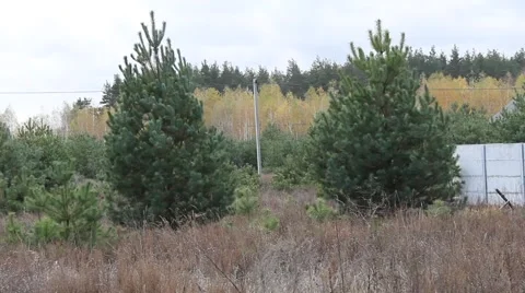 Young pine trees Stock-Footage 68992735