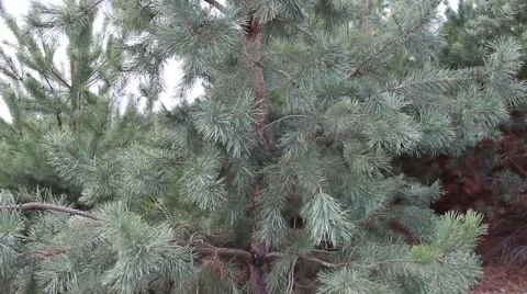 Young pine trees 库存影片 68992831