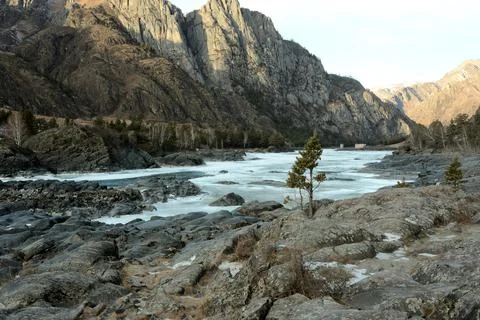 Young pine trees grow through the stones on the banks of a beautiful mountain Stock Photos