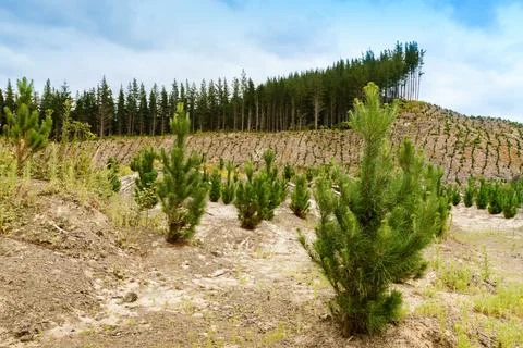 Young pine trees growing in a pine forest on the North Island of New Zealand. Stock Photos