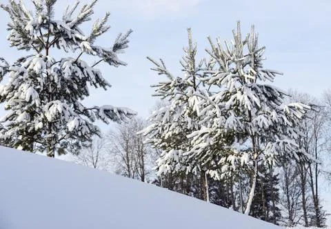 Young pine trees on a hill covered with snow Stock Photos