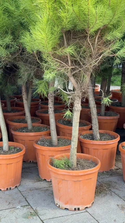 Young pine trees in orange pots, ideal for gardening and nursery-themed bac.. Stock Footage 337027432