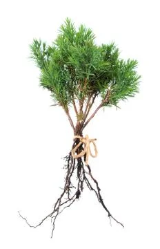 Young pine trees Stock Photos