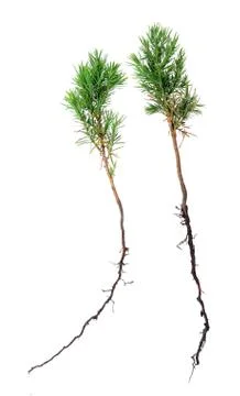 Young pine trees Stock Photos