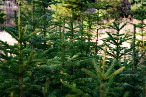 Young pine trees Stock Photos