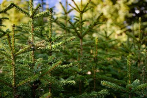 Young pine trees Stock Photos