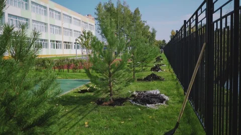 Young pine trees planted along the fence. The trees were planted in a pit and co Stock Footage 116407456
