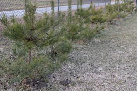 Young Pine Trees Planted in a Row on Dry Grass with a Fence in the Backgrou.. Stock Photos